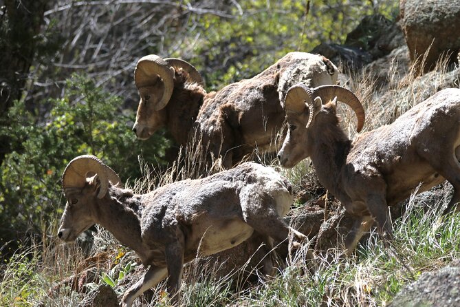 Full Day Tour in Rocky Mountain National Park Lunch Included - Weather and flexibility on a mountain schedule