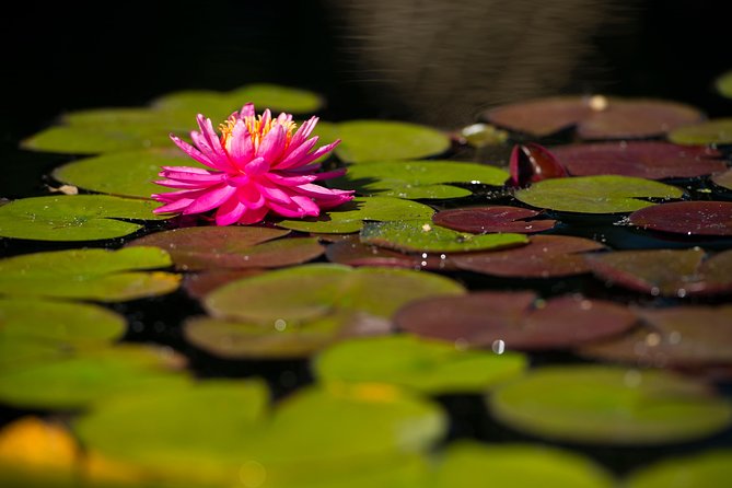 General Admission to Denver Botanic Gardens Ticket - York Street entry: finding your bearings fast
