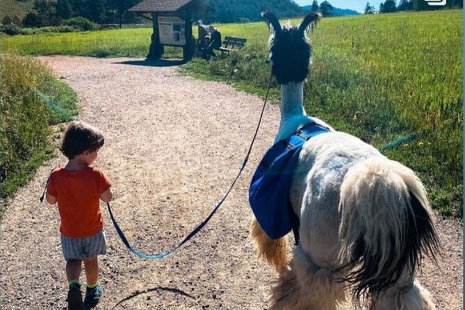 Guided Llama Hike in the Rocky Mountains - Key Things You’ll Care About on This Llama Hike
