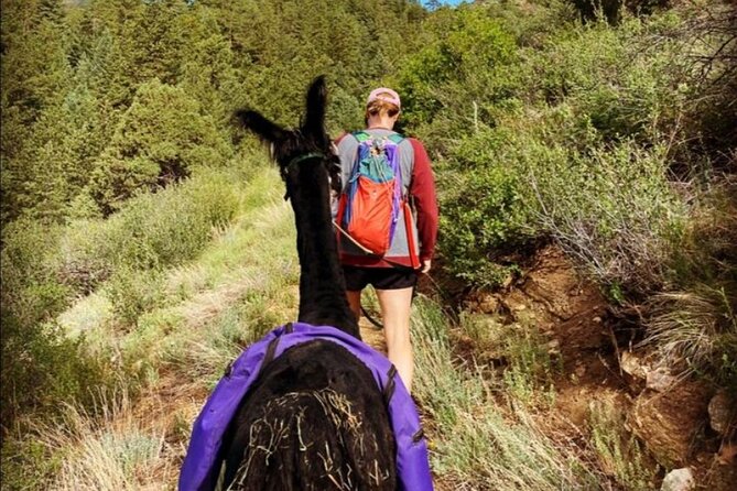 Guided Llama Hike in the Rocky Mountains - Why Flying J Ranch Park Works So Well for Llama-Led Trails
