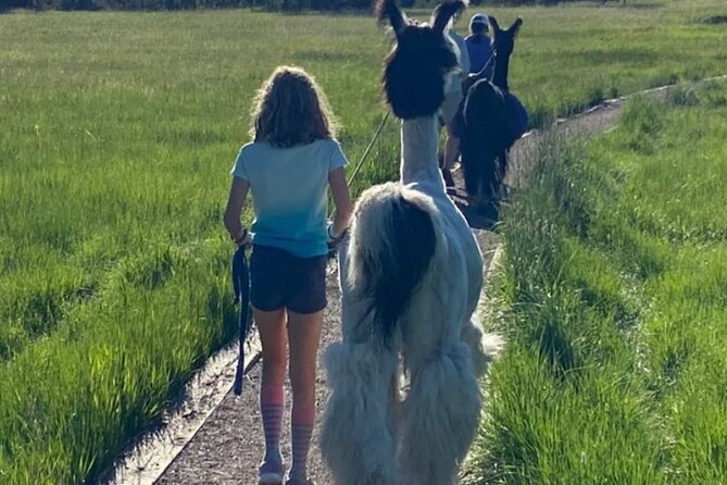 Guided Llama Hike in the Rocky Mountains - Elvis and Triby: How the Llamas Make the Hike Feel Personal