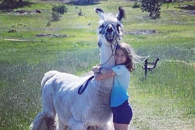 Guided Llama Hike in the Rocky Mountains - What $150 Gets You (and Why It Can Be Good Value)