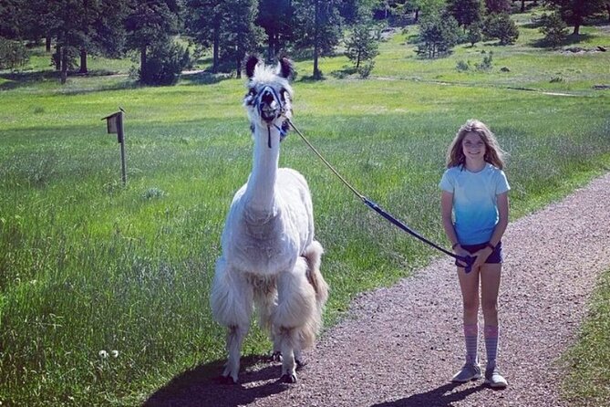 Guided Llama Hike in the Rocky Mountains - Tips to Get the Most Out of Your Morning