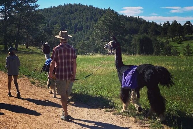 Guided Llama Hike in the Rocky Mountains - The Trail Math: 3 Miles, 500 Feet, and 2 to 2.5 Hours Outside