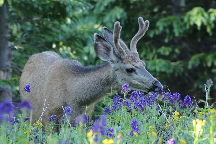 Half-Day RMNP Lakes and Meadows Tour-RMNPhotographer - Wildlife photography without panic: deer, elk, moose, and more