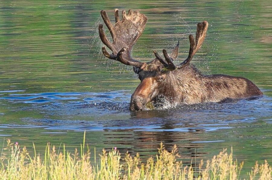 Half-Day RMNP Lakes and Meadows Tour-RMNPhotographer - Driving and group setup: your comfort matters in RMNP