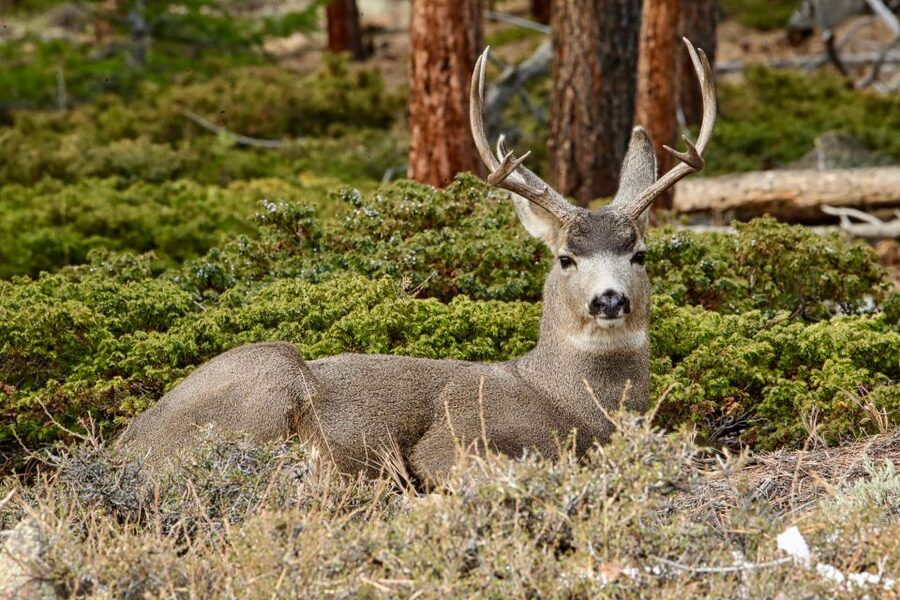 Half-Day RMNP Mountains to Sky Tour-RMNPhotographer - Wildlife Viewing Built Into the Drive