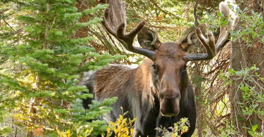 Half-Day RMNP Mountains to Sky Tour-RMNPhotographer - Price and Value: $129 for a Private Photo-Oriented Day
