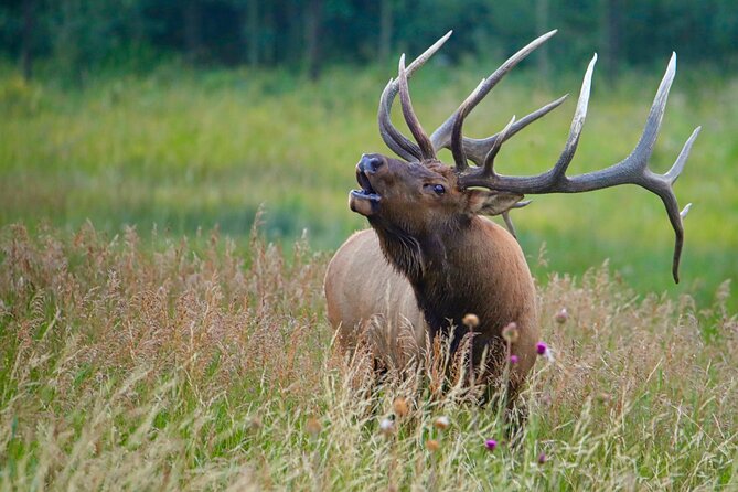 Half-Day Rocky Mountain National Park "Lake and Meadows Tour" - Key things you’ll notice on this RMNP half-day
