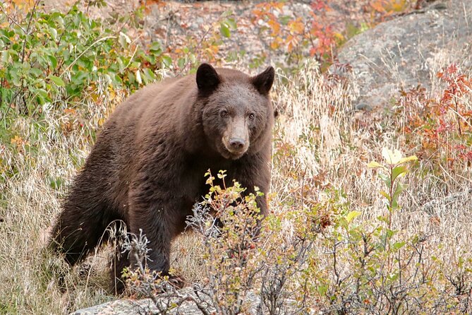 Half-Day Rocky Mountain National Park "Mountains to Sky Tour" - RMNPhotographer - Wildlife stops: how this tour turns chances into sightings