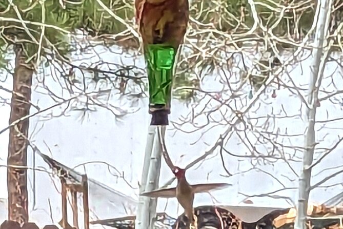 Hydro Dipped Hummingbird Feeder - Key Things to Know Before You Go