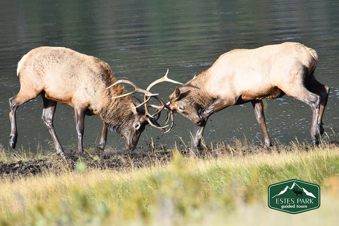 Lower Valley Tour RMNP - Moraine Park and Sprague Lake: Short Walks, Better Looking