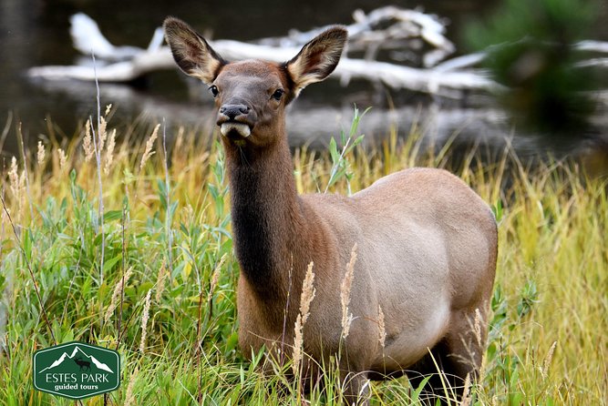 Lower Valley Tour RMNP - Price and Value: What $84.20 Buys in Real Terms