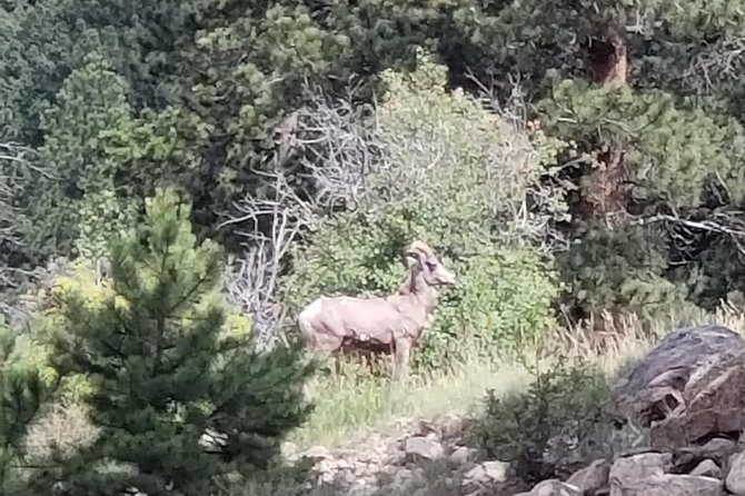 Private and Personalized Three Hour Morning Tour of Rocky Mountain National Park - Key things that make this tour work