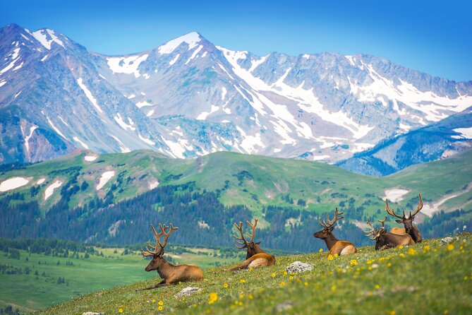 Private Birding Hike in Rocky Mountain National Park - Key highlights worth caring about