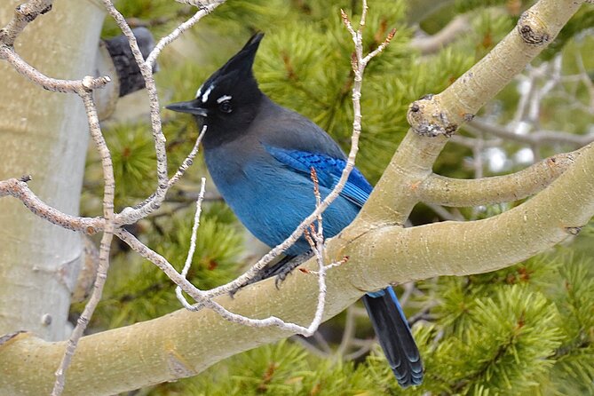 Private Birding Hike in Rocky Mountain National Park - The mammal bonus: reading the mountain beyond feathers