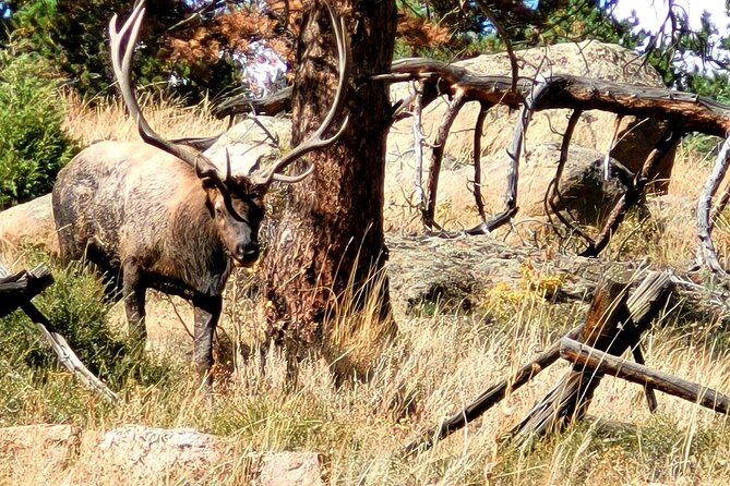 Private Birding Hike in Rocky Mountain National Park - The hike portion: moderate fitness and smart energy use