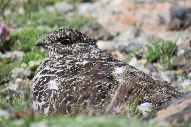 Private Birding Hike in Rocky Mountain National Park - Food, comfort, and what’s included (and what isn’t)