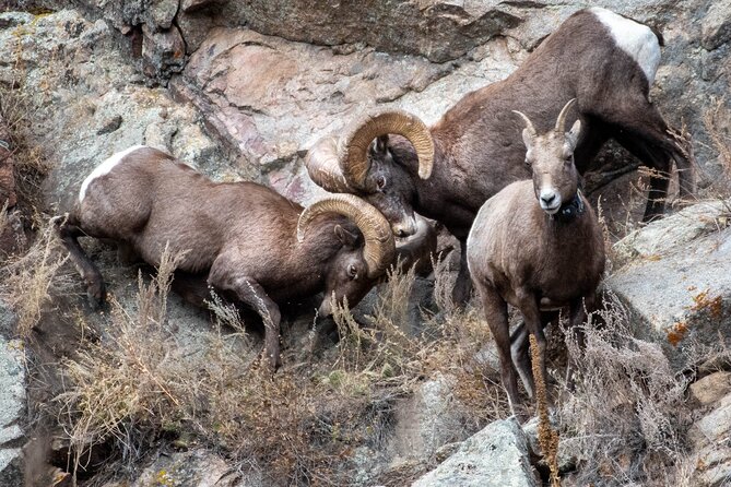 Private Geology Tour in Rocky Mountain National Park - Photos Included: The Practical Perk Many People Miss