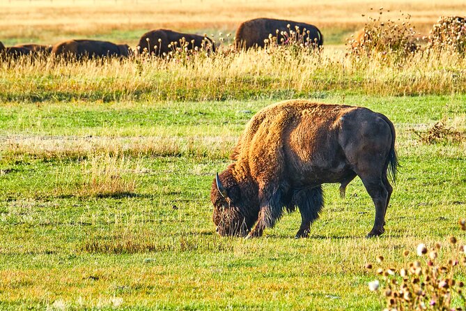 Private Jeep Tour to Red Rocks, Dinosaur Ridge, Lookout Mountain - Is This Tour Worth It for Your Travel Style?