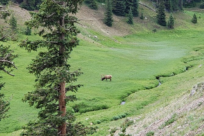 Private Three Hour Afternoon Custom Tour of Rocky Mountain National Park - Wildlife spotting: how the guide helps you see moose, elk, and deer