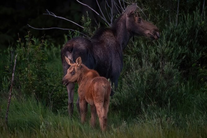 Private Wildlife Driving Tour in Rocky Mountain National Park - Fall colors and weather days: why the guide matters