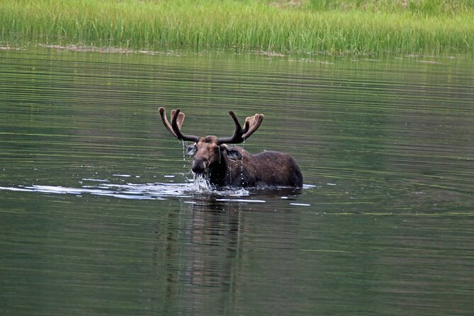 RMNP: Bear Lake Corridor Tour - The Green Jeep Ride: A Comfortable Way to See a Big Area