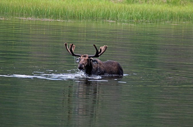 RMNP: Bear Lake Corridor Tour - Sprague Lake: Easy Access, Benches, and Clear Continental Divide Views