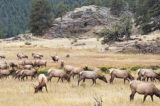 Rocky Mountain National Park and Estes Park Tour from Denver Winter and Spring - Beaver Meadows Visitor Center and Moraine Park Elk Country