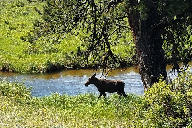 Rocky Mountain National Park and Estes Park Tour from Denver Winter and Spring - Bear or Sprague Lake Winter Walks and Snow Treads