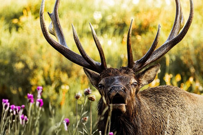 Rocky Mountain National Park- Guided Hiking Tour - Stop 1 in the Park: Hiking + Wildlife Photos Without Guesswork