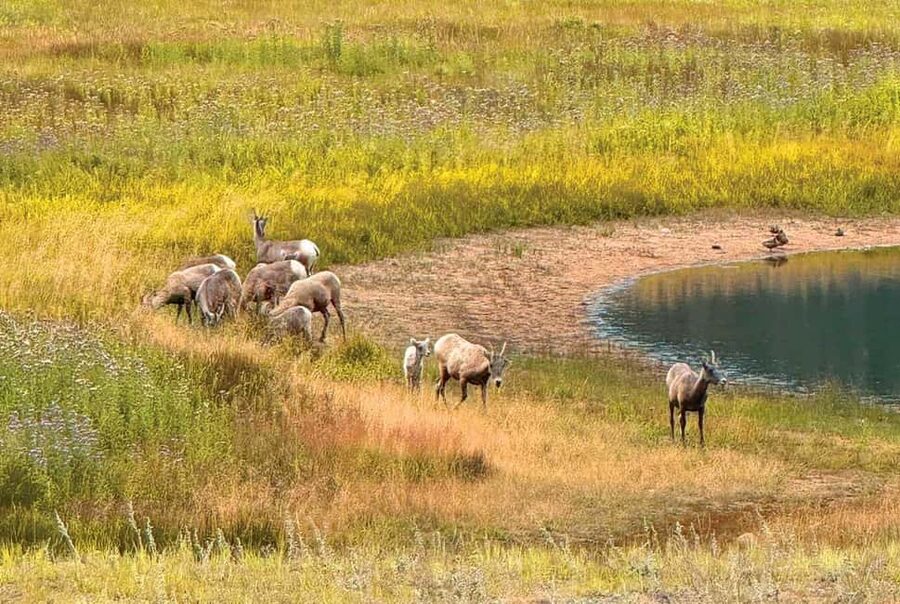 Rocky Mountain National Park Hike - Panoramas, Alpine Lakes, and Viewpoints You’ll Actually Want to Stop For