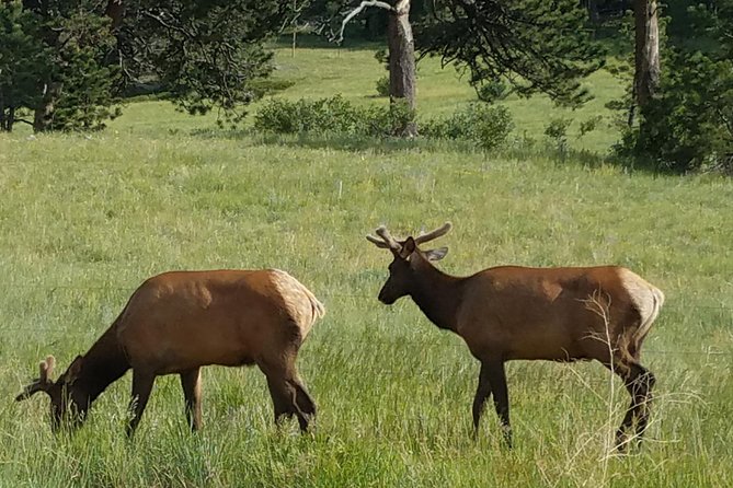 Rocky Mountain National Park in Summer Tour from Denver - Entering Rocky Mountain National Park: Your First Trail Moment