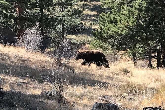 Rocky Mountain National Park in Summer Tour from Denver - Horseshoe Park Picnic: Lunch With a Stream or Lake View