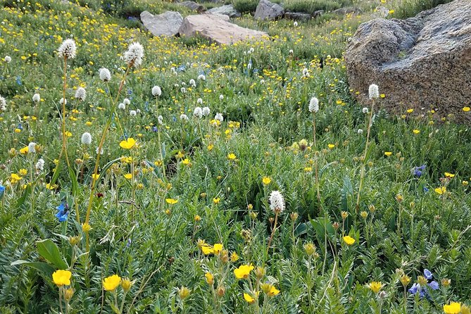 Rocky Mountain National Park in Summer Tour from Denver - Trail Ridge Road: The Alpine Drive That Feels Like a Movie Scene