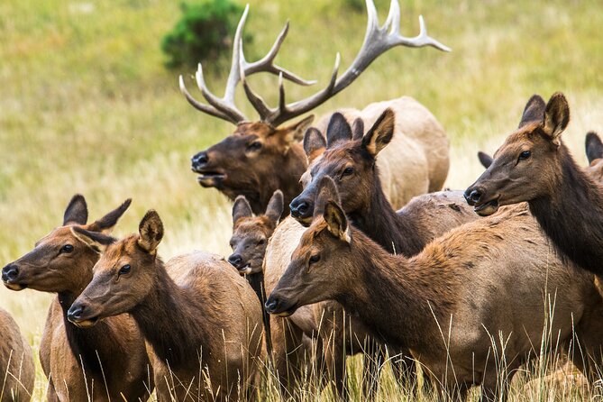 Rocky Mountain National Park - Private Hiking Tour - Wildlife spotting that doesn’t feel like a scavenger hunt