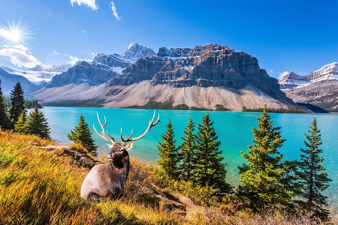 Rocky Mountain National Park Self-Guided Driving Audio Tour - Offline audio that actually matters in the mountains