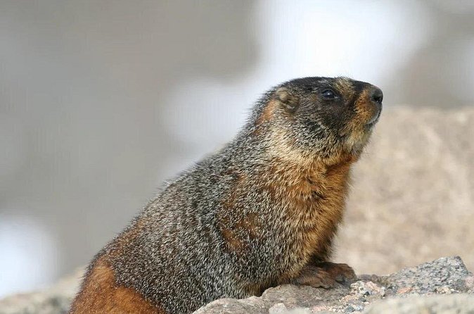 Rocky Mountain National Park The Best of Rocky Tour - Timing, price, and what you’re really paying for