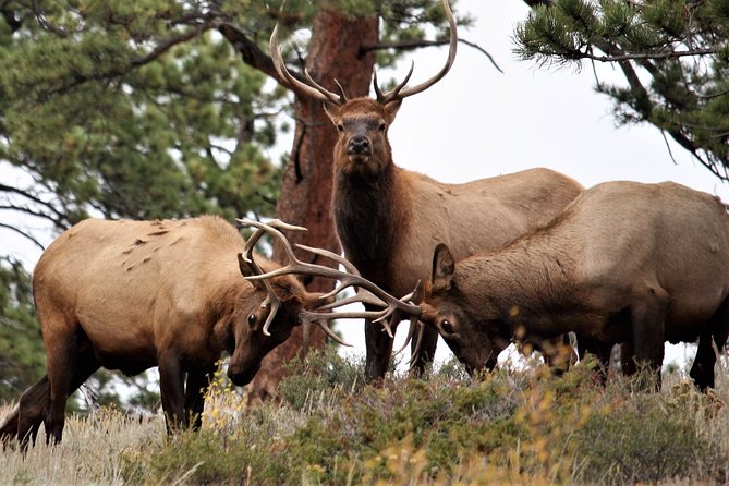 Rocky Mountain National Park Tour from Denver - Starting at Denver Union Station: easy launch, no car stress