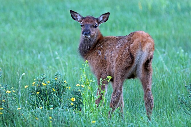 Rutting Around Elk Viewing Tour - Key Things To Know Before You Go