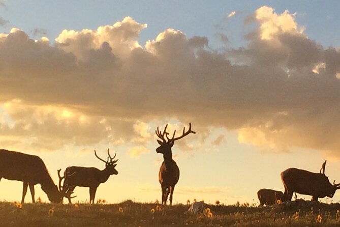 Rutting Around Elk Viewing Tour - Estes Park Stop 1: Where the Rut Shows Up Close to Town