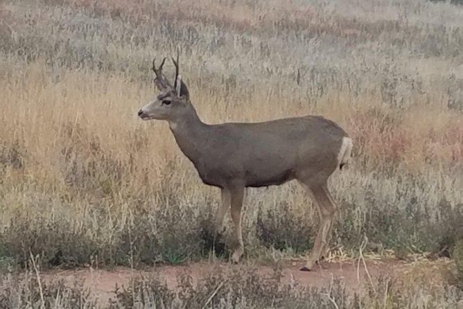 Small-Group Half-Day Tour Foothills of the Rockies from Denver - Red Rocks Park and Amphitheatre: The Big-Name Stop That’s More Than a Photo
