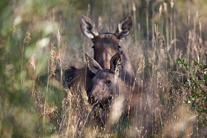 The Premier Wildlife Tours in Rocky Mountain National Park - Key things I’d highlight before you book
