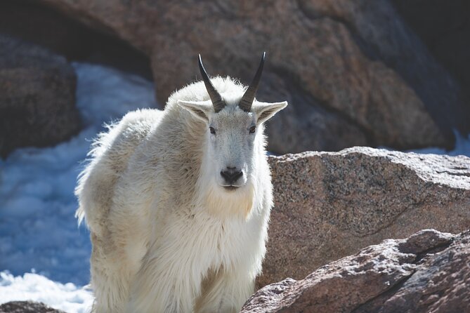 The Premier Wildlife Tours in Rocky Mountain National Park - Wildlife-first focus in Estes Park: no extra fluff