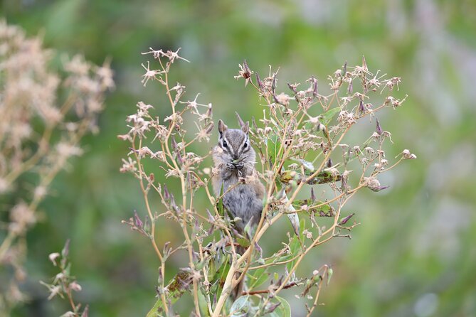 The Premier Wildlife Tours in Rocky Mountain National Park - East-side park roads: the viewing strategy starts right away