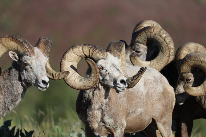 The Premier Wildlife Tours in Rocky Mountain National Park - Wildlife you might see: the species mix that makes the day exciting