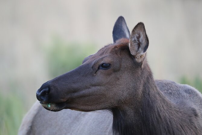 The Premier Wildlife Tours in Rocky Mountain National Park - Price and tour length: what you’re paying for