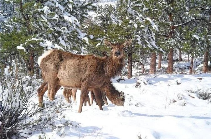 The Rocky Mountain National Park Winter Safari Tour - Alluvial Fan: short walk, big viewpoints, and an accessible route