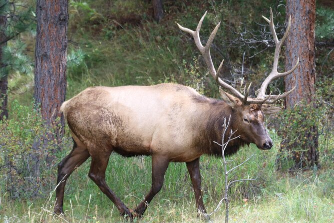 Trail Ridge Road Rocky Mountain National Park Private Tour - Key highlights you’ll feel fast