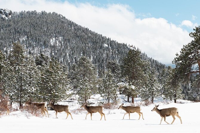 Winter / Spring Private Rocky Mountain National Park Guided Tour - Alluvial Fan and frozen Horseshoe Falls: the geology walk that feels like a clue